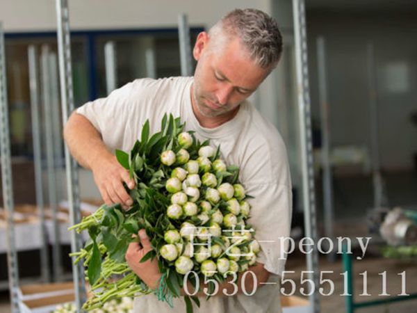 國(guó)外合作商丹尼斯基地切花