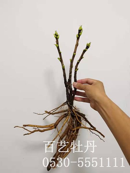 兩年生觀賞牡丹