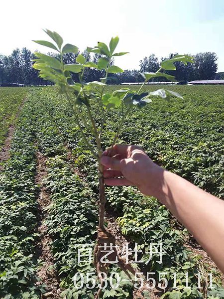 油用牡丹苗是怎么播種的